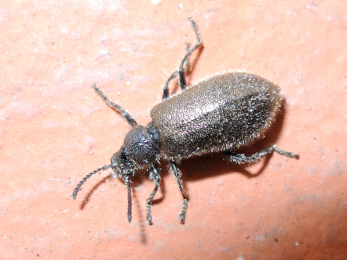 lagria_villosa1md