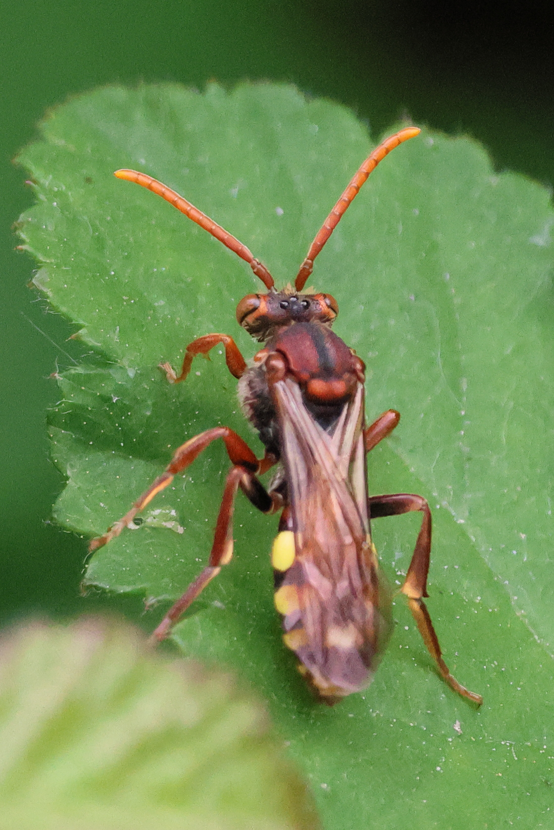 nomada_flava2bd