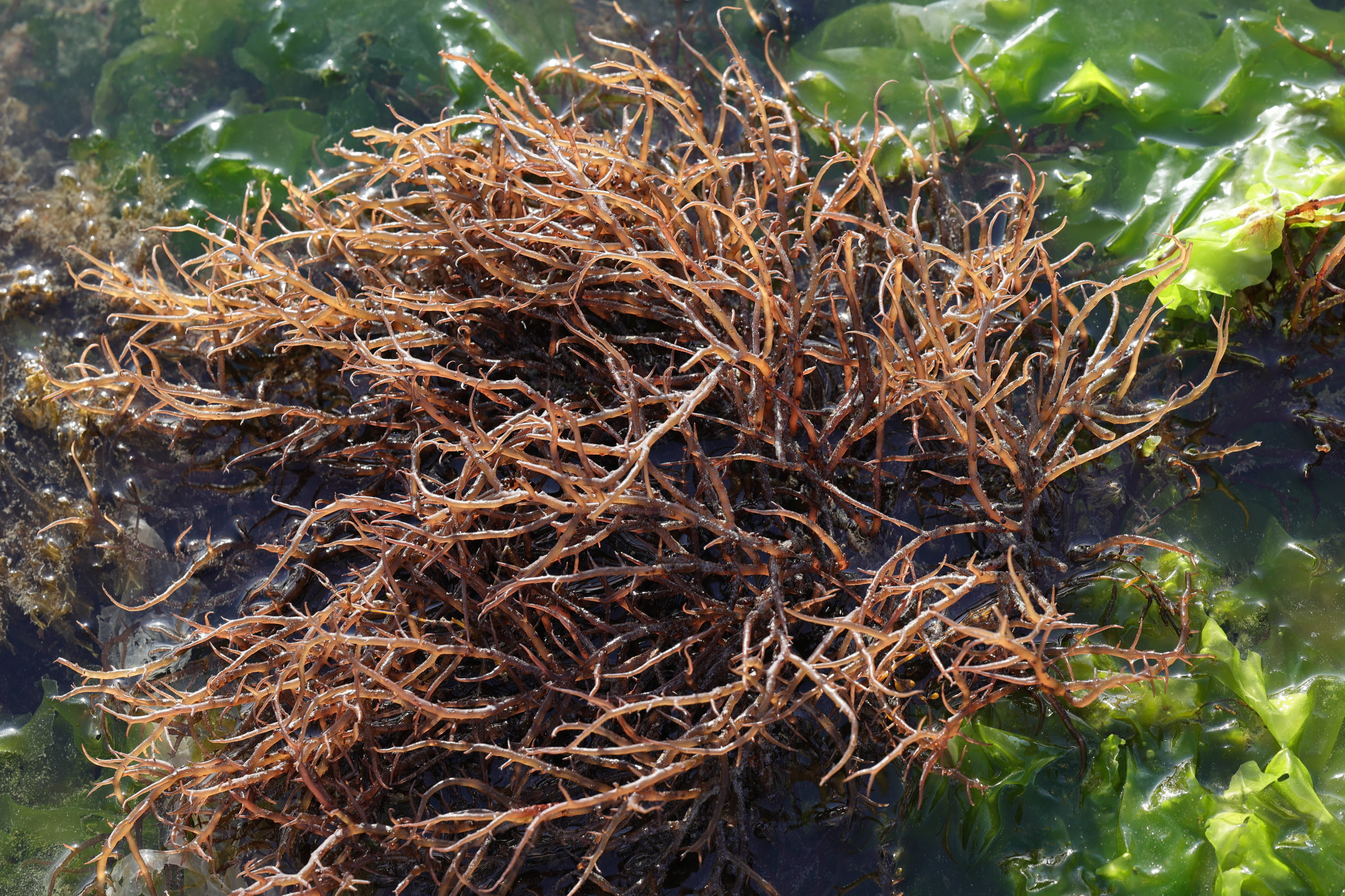 solieria_chordalis1md