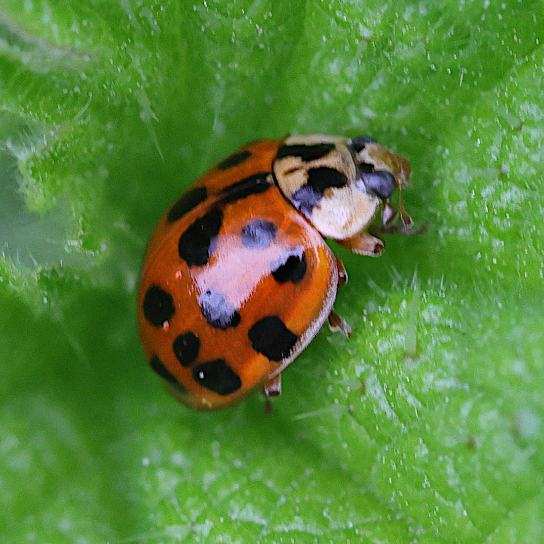 harmonia_axyridis25md
