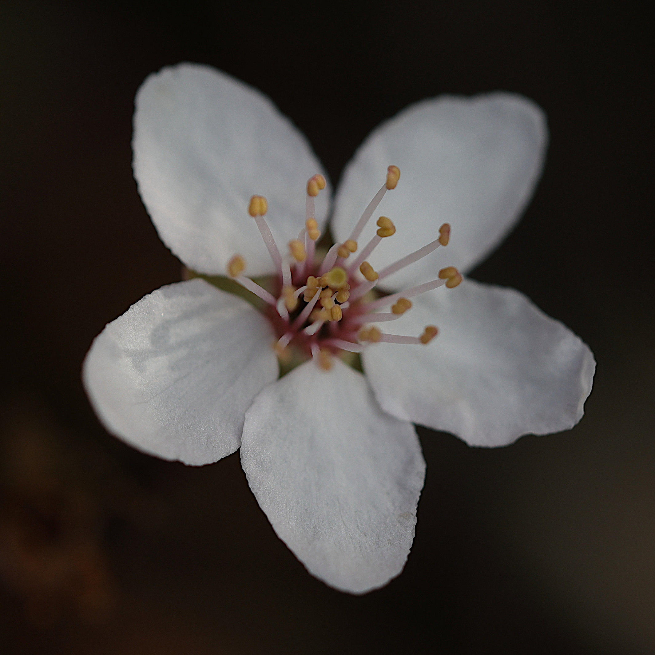 prunus_cerasifera_pissardi7mdmd