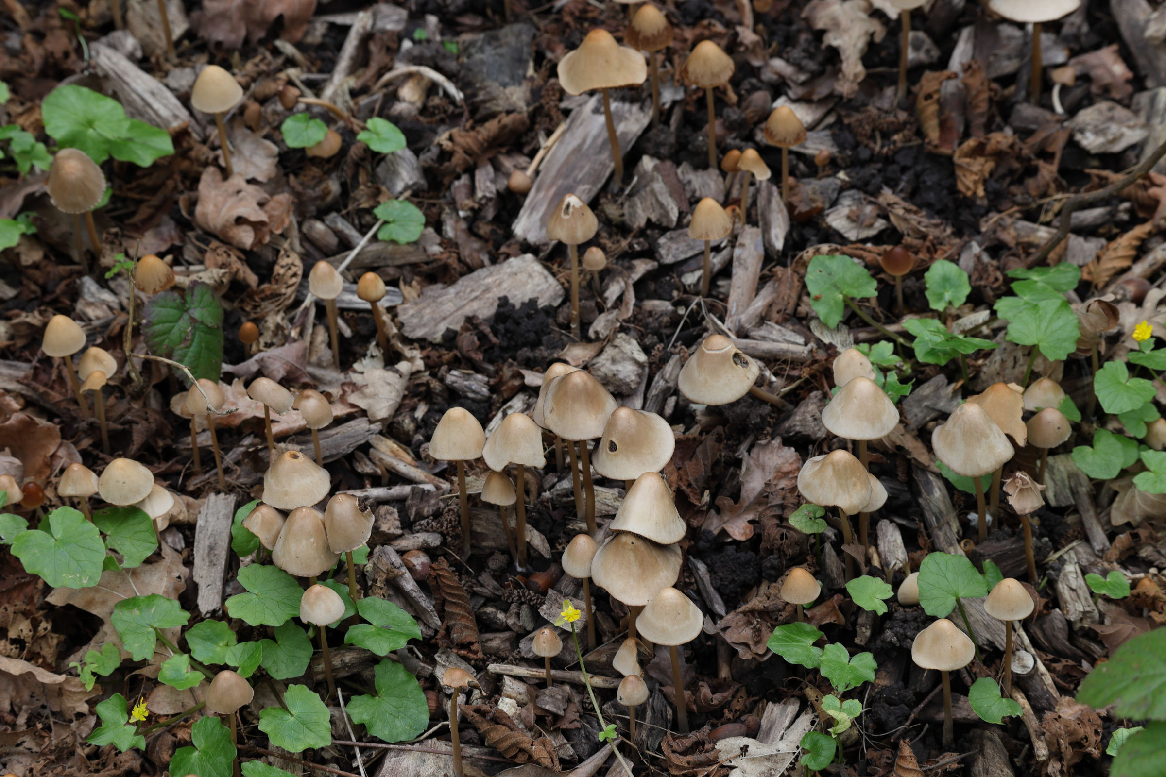psathyrella_conopilus3md