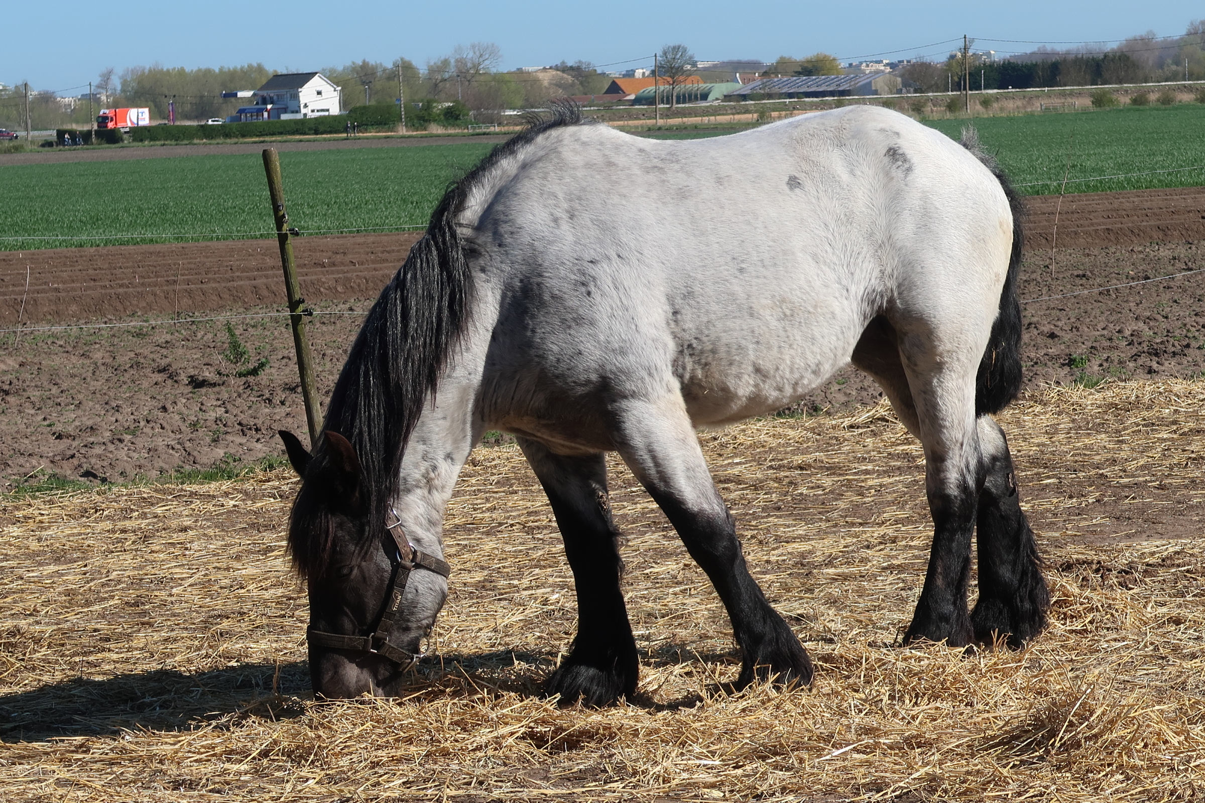 equus_caballus_trait_du_nord3md