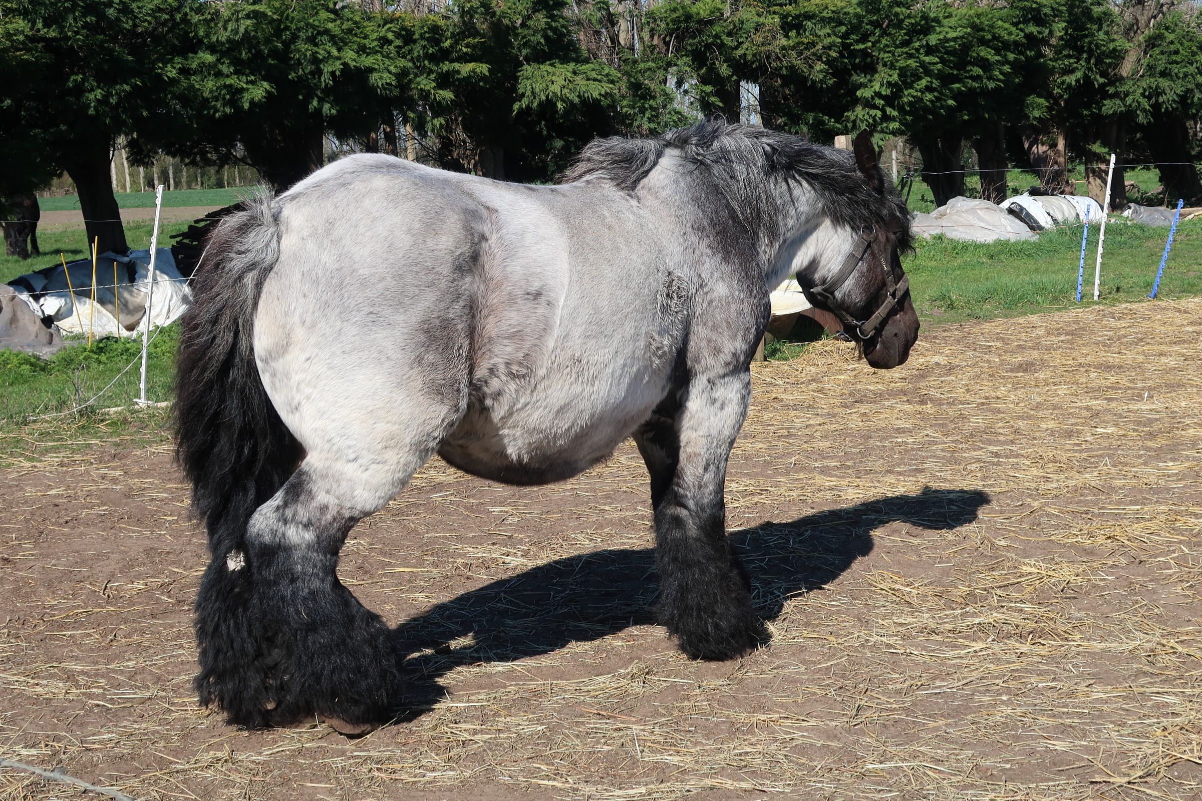 equus_caballus_trait_du_nord4md