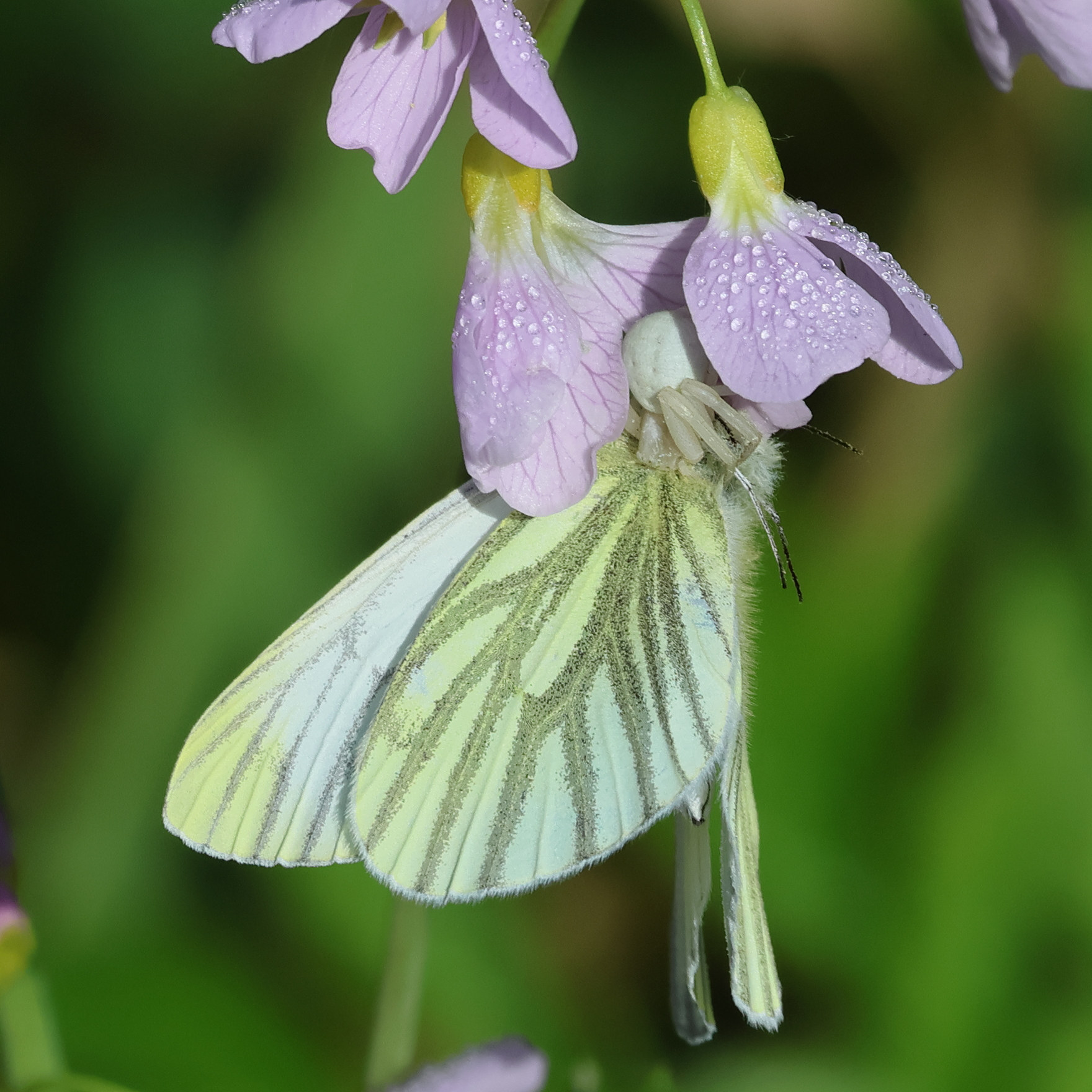 pieris_napi10bd