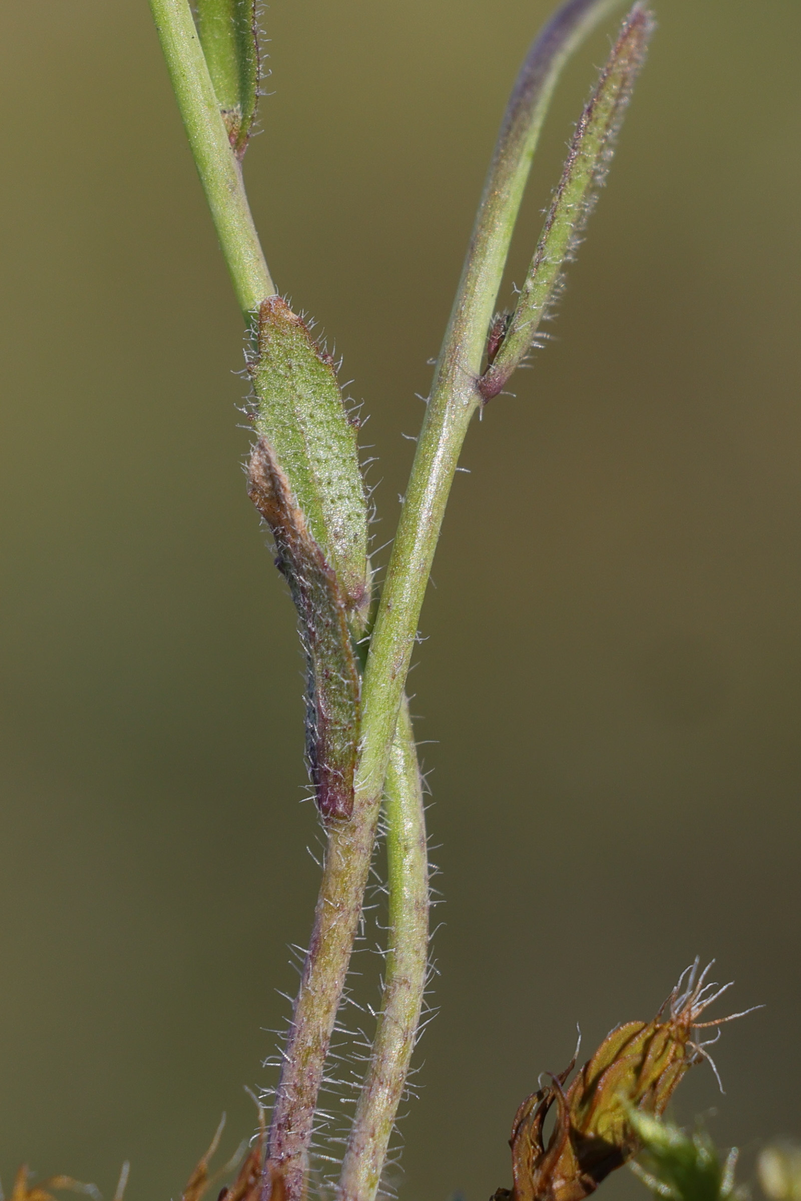 arabidopsis_thaliana6md