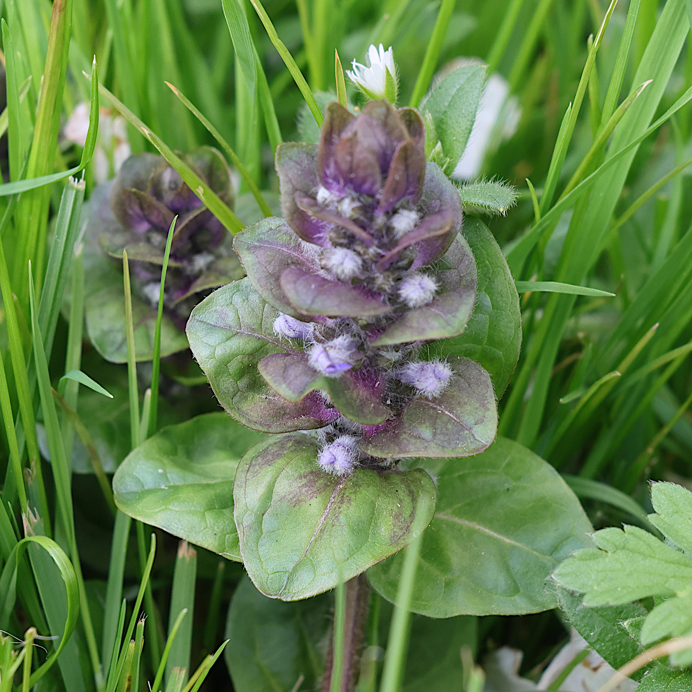 ajuga_reptans5md