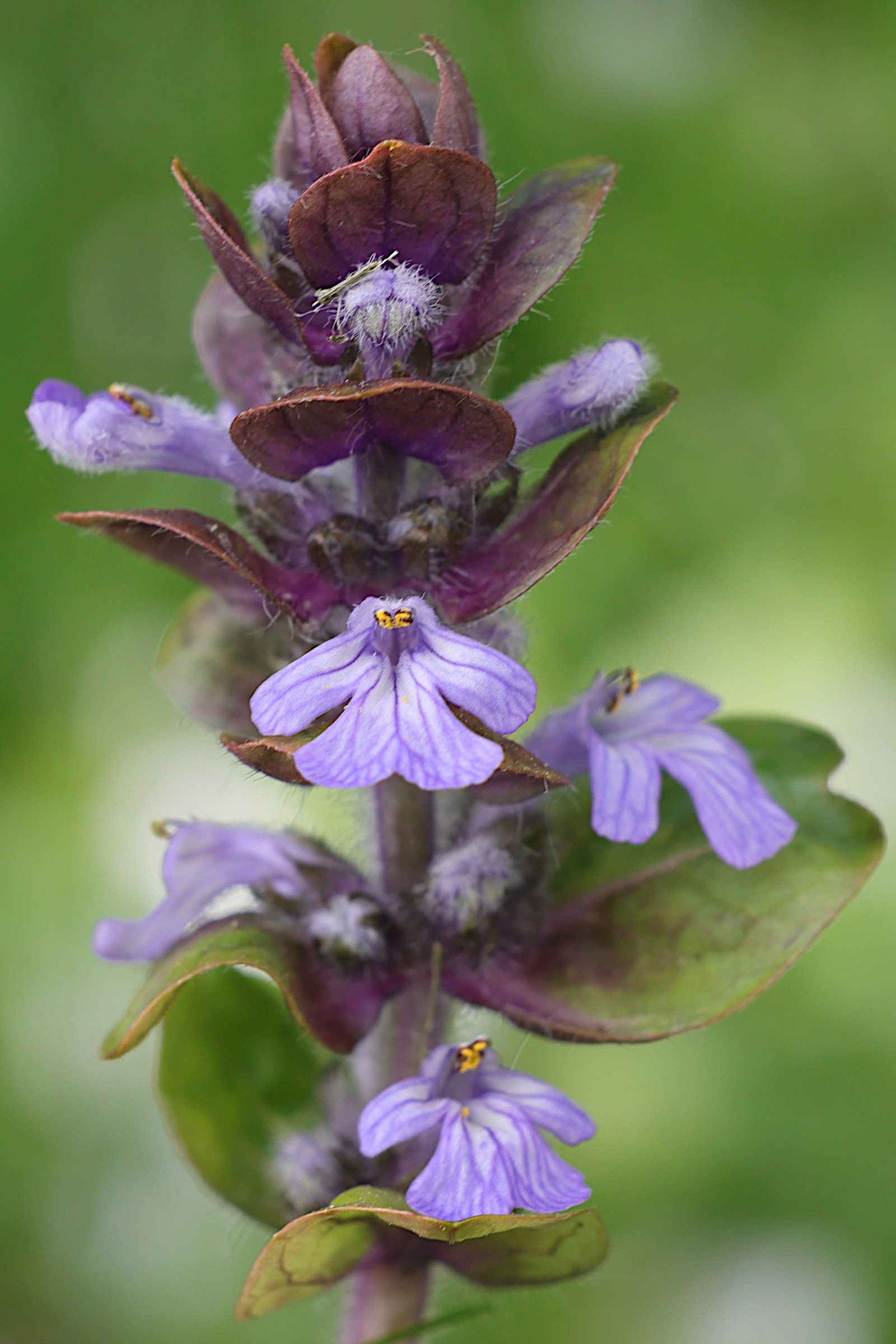 ajuga_reptans6md