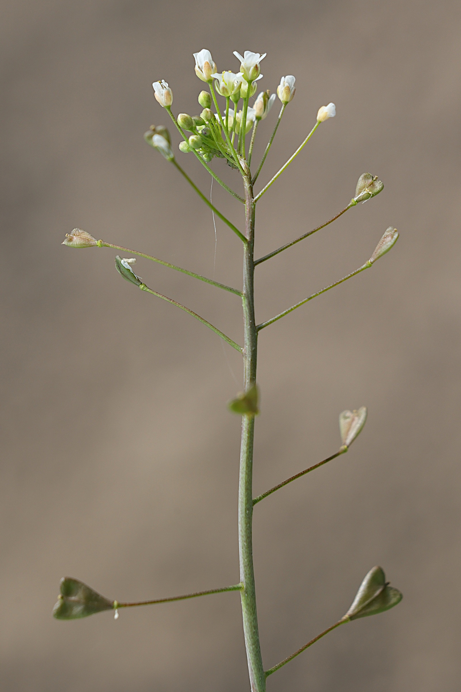 capsella_bursa-pastoris2amd