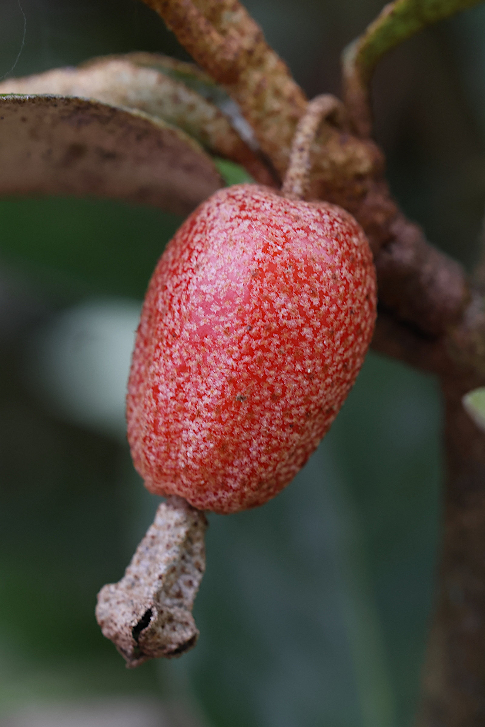 elaeagnus_x_submacrophylla_ebbingei