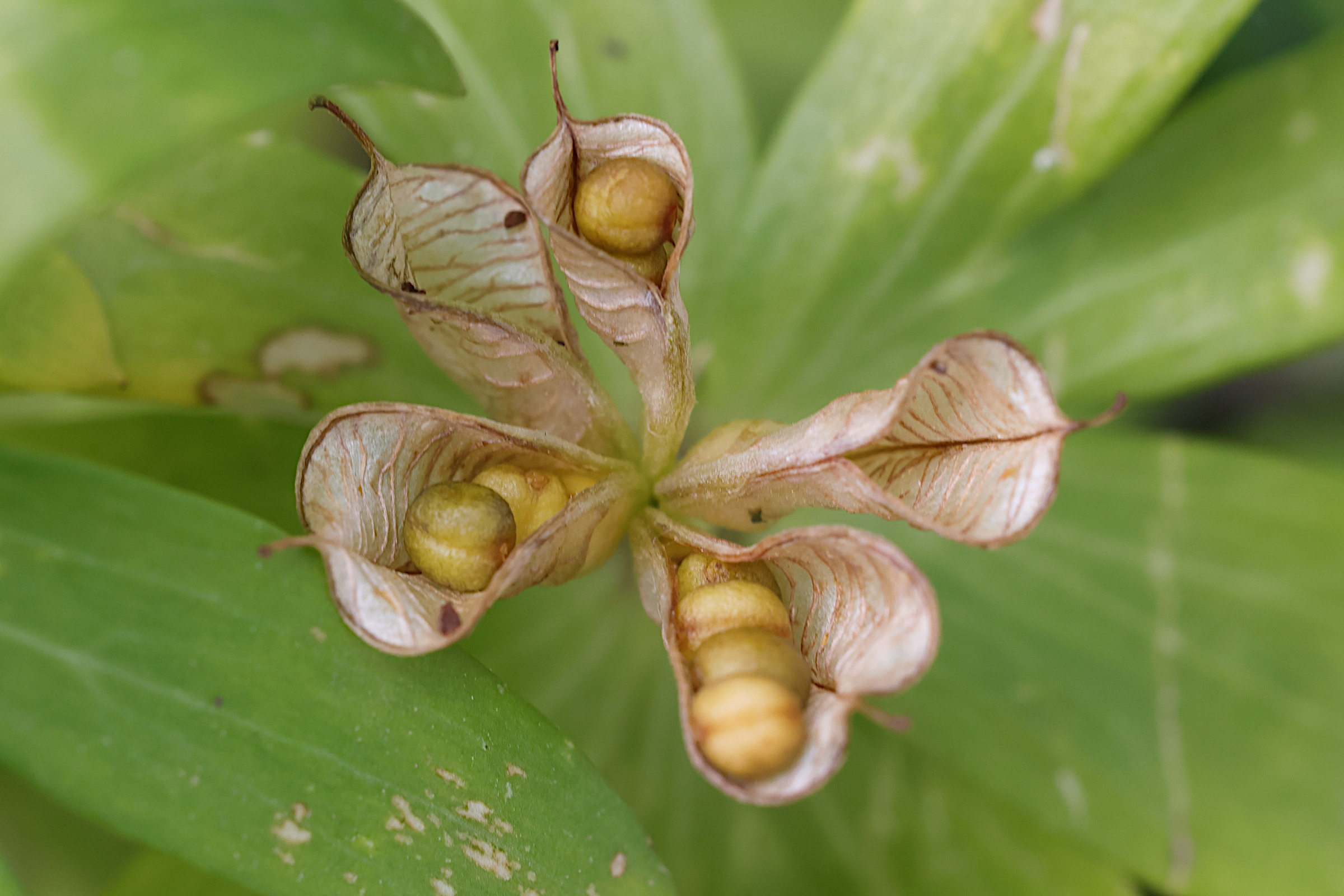 eranthis_hyemalis8md