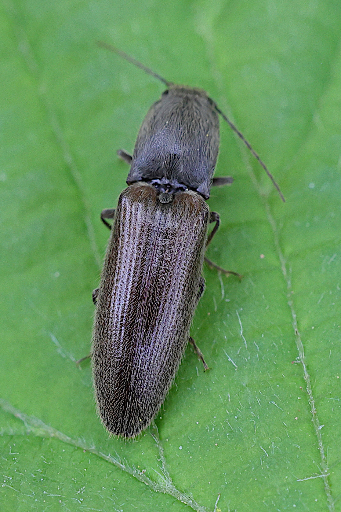 athous_haemorrhoidalis4md