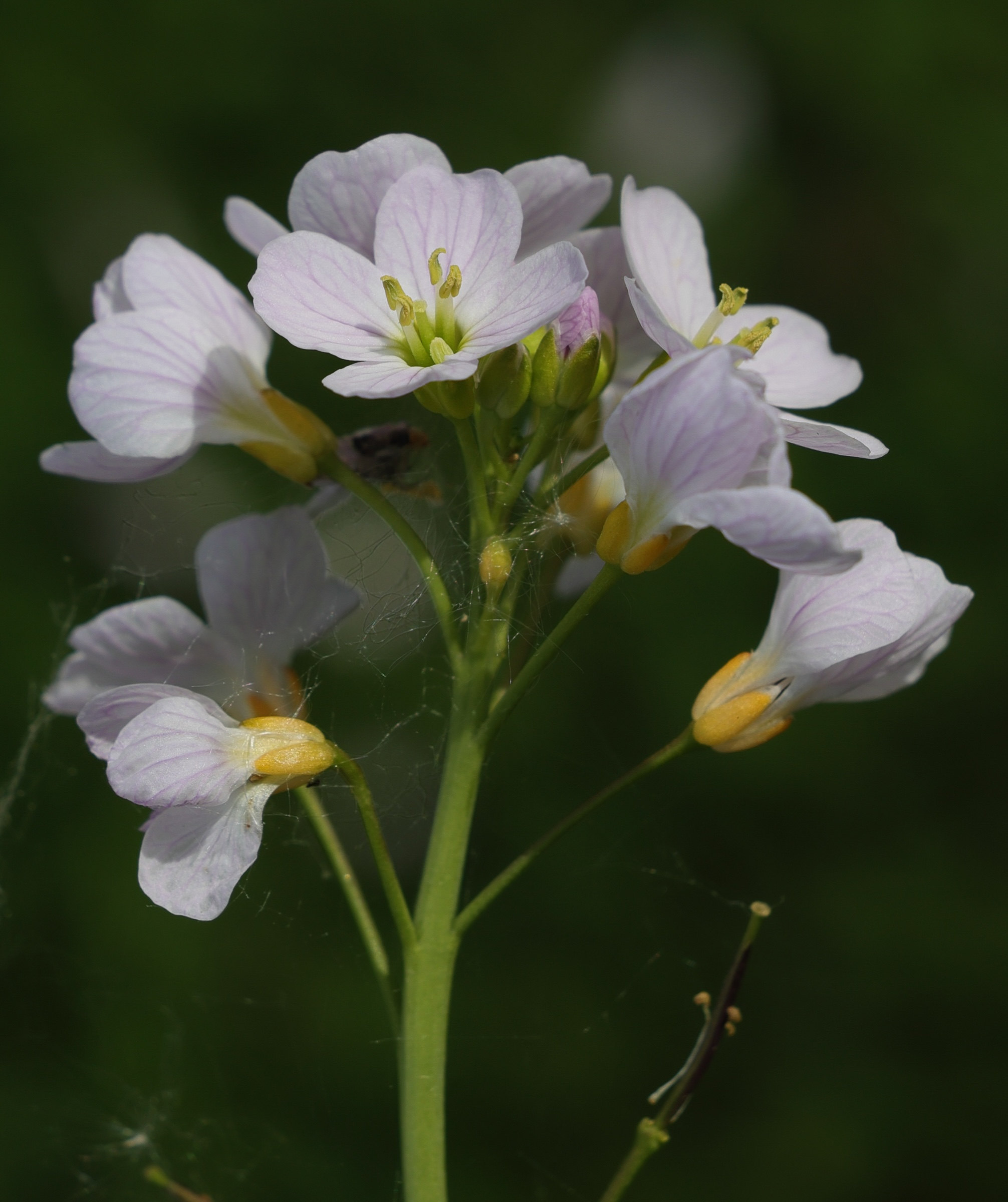 cardamine_pratensis3md