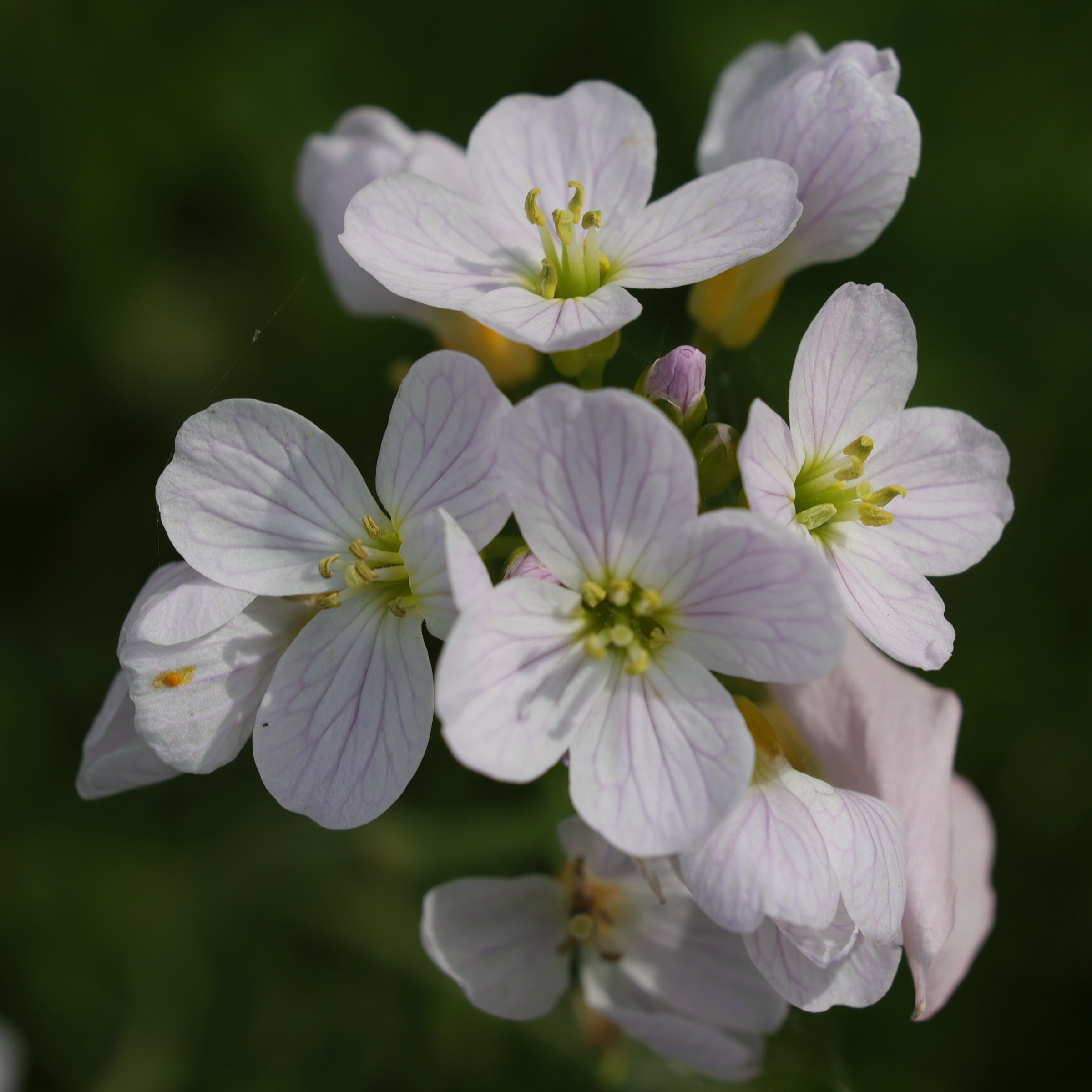 cardamine_pratensis4md