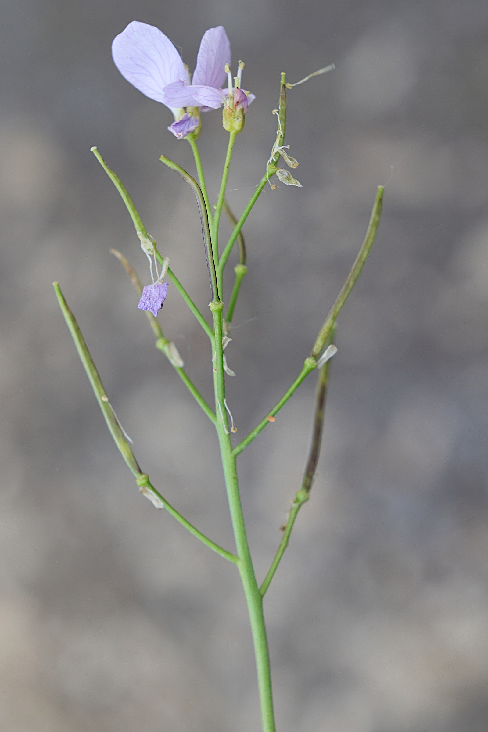 cardamine_pratensis5md