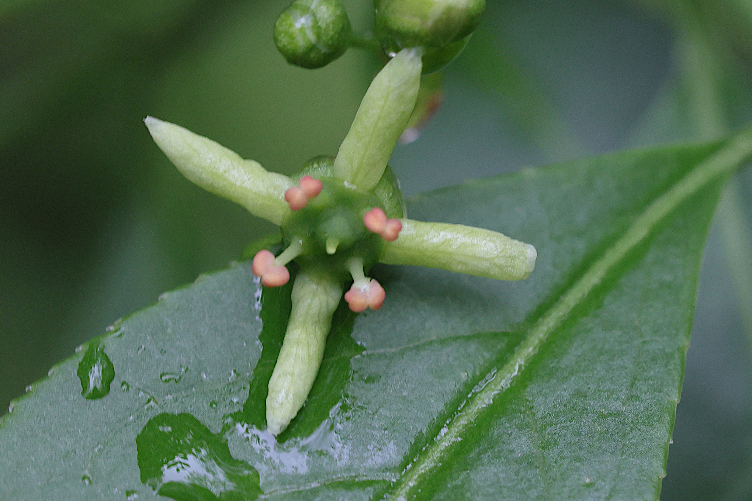 euonymus_europaeus10md