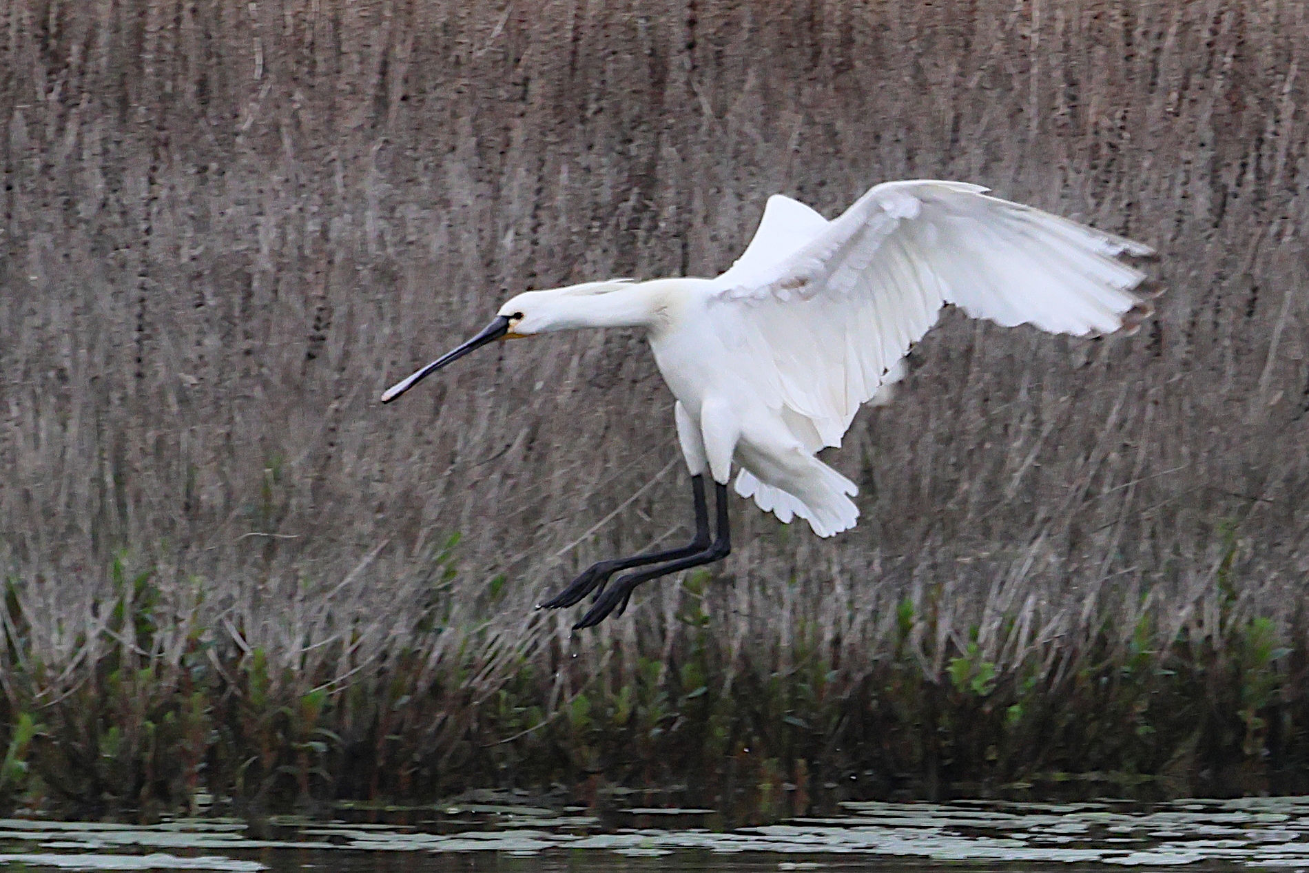 spatule_blanche_-_platalea_leucorodia16bd