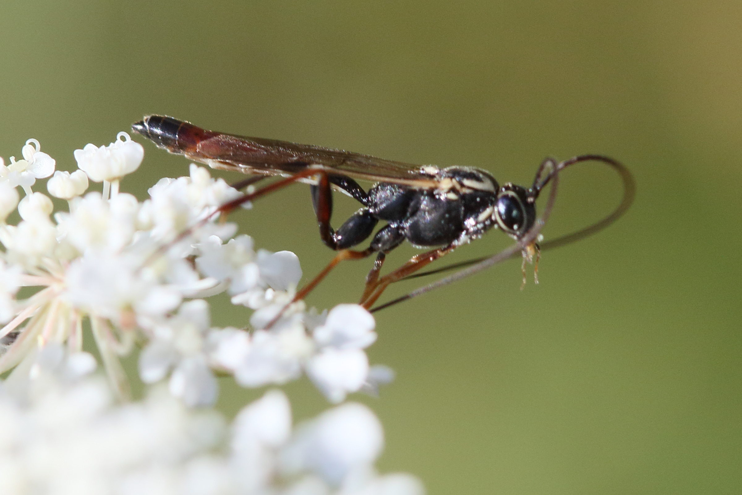 lissonota_cruentator1md