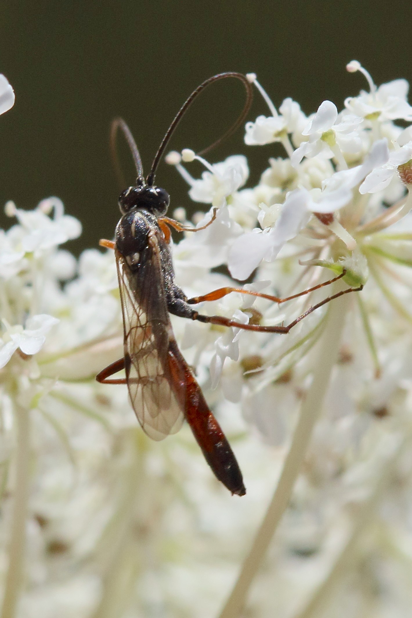 lissonota_cruentator2md
