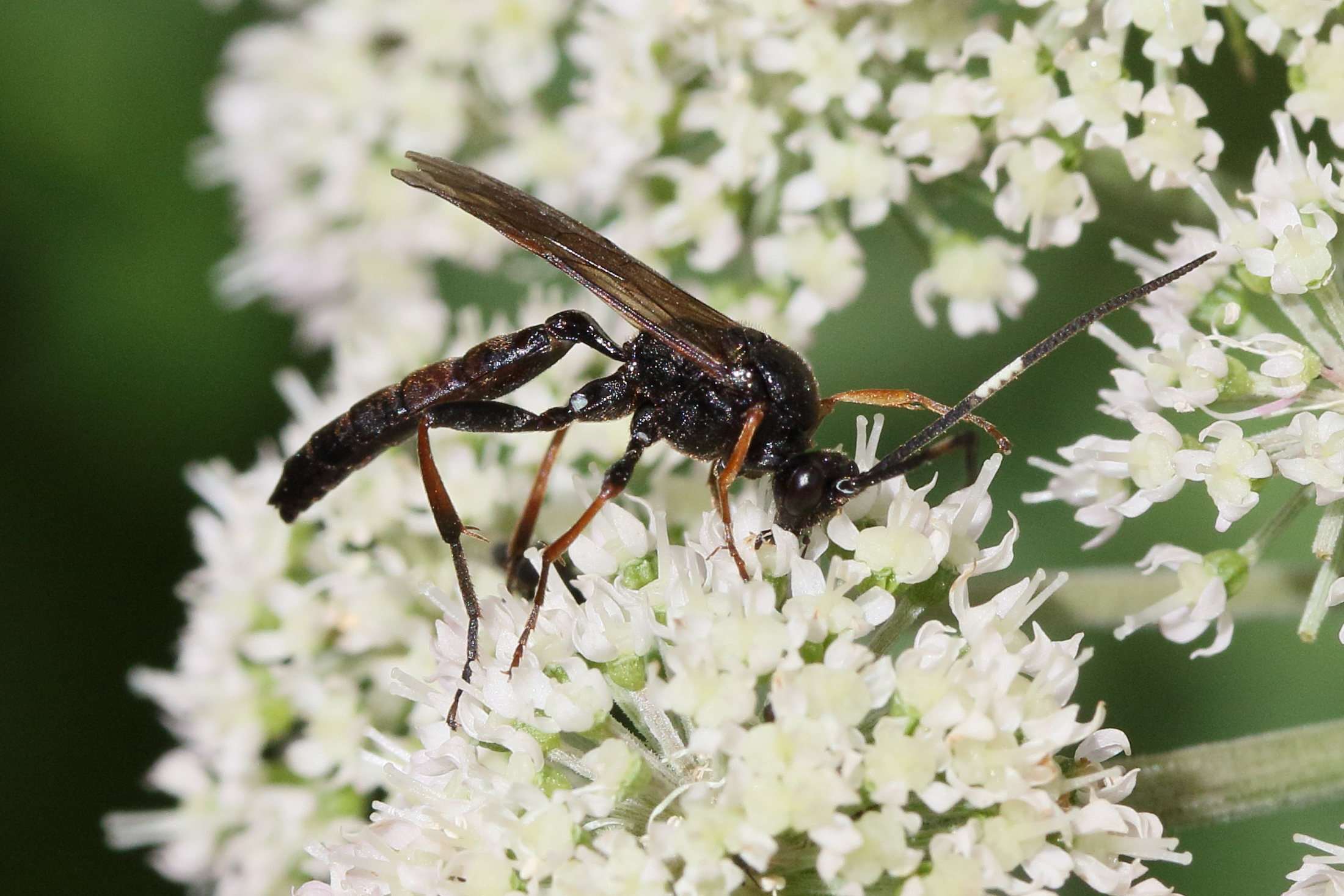 stenichneumon_culpator1md