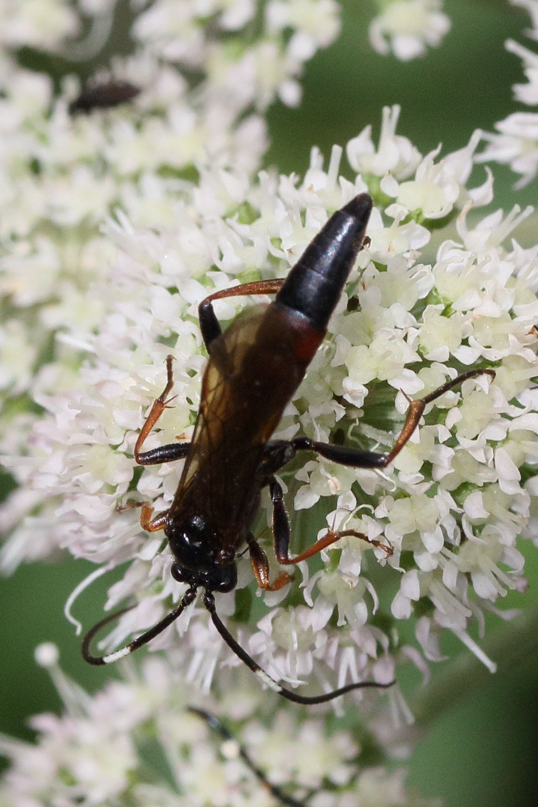 stenichneumon_culpator2md