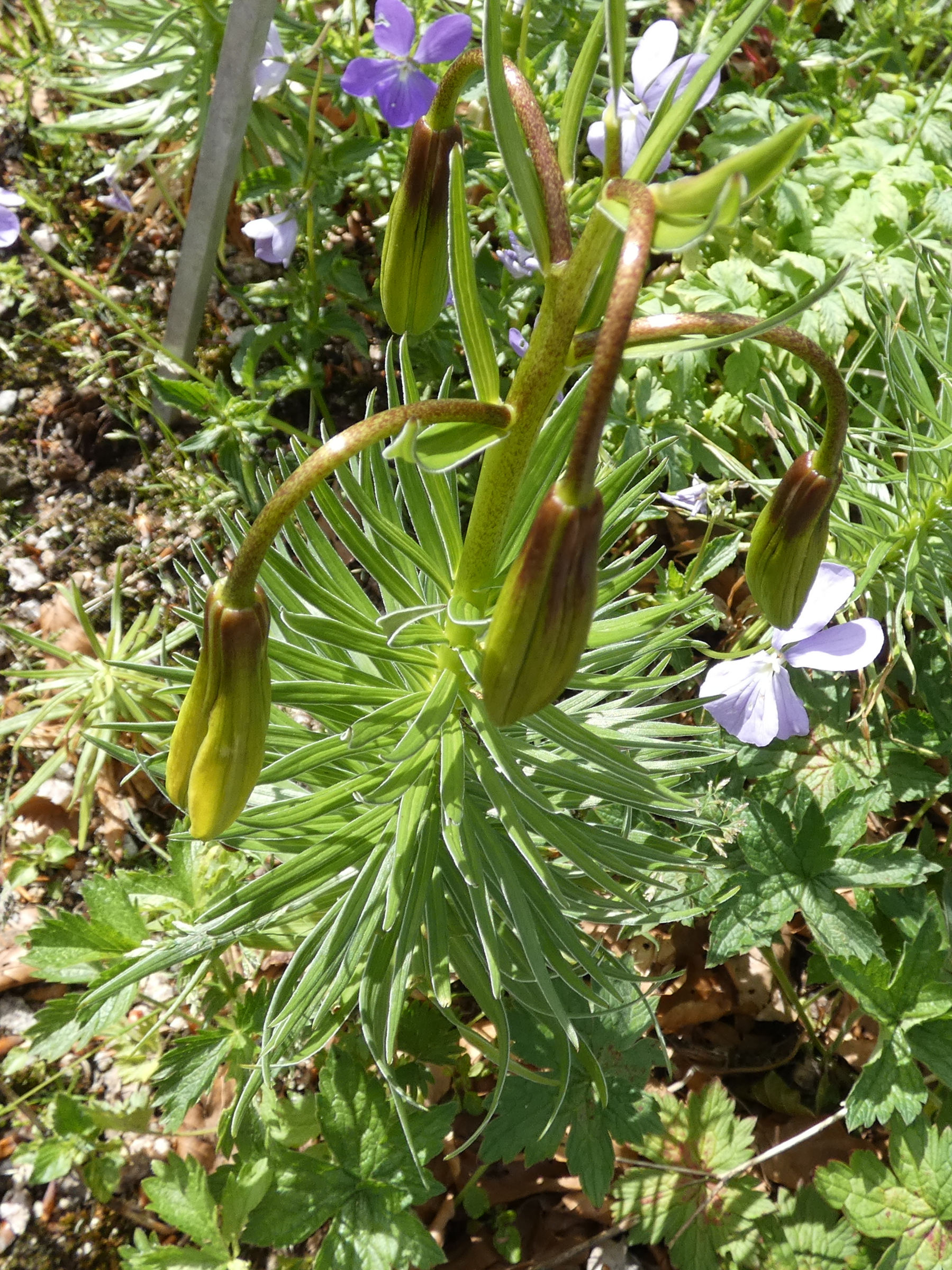 lilium_pyrenaicum5gv