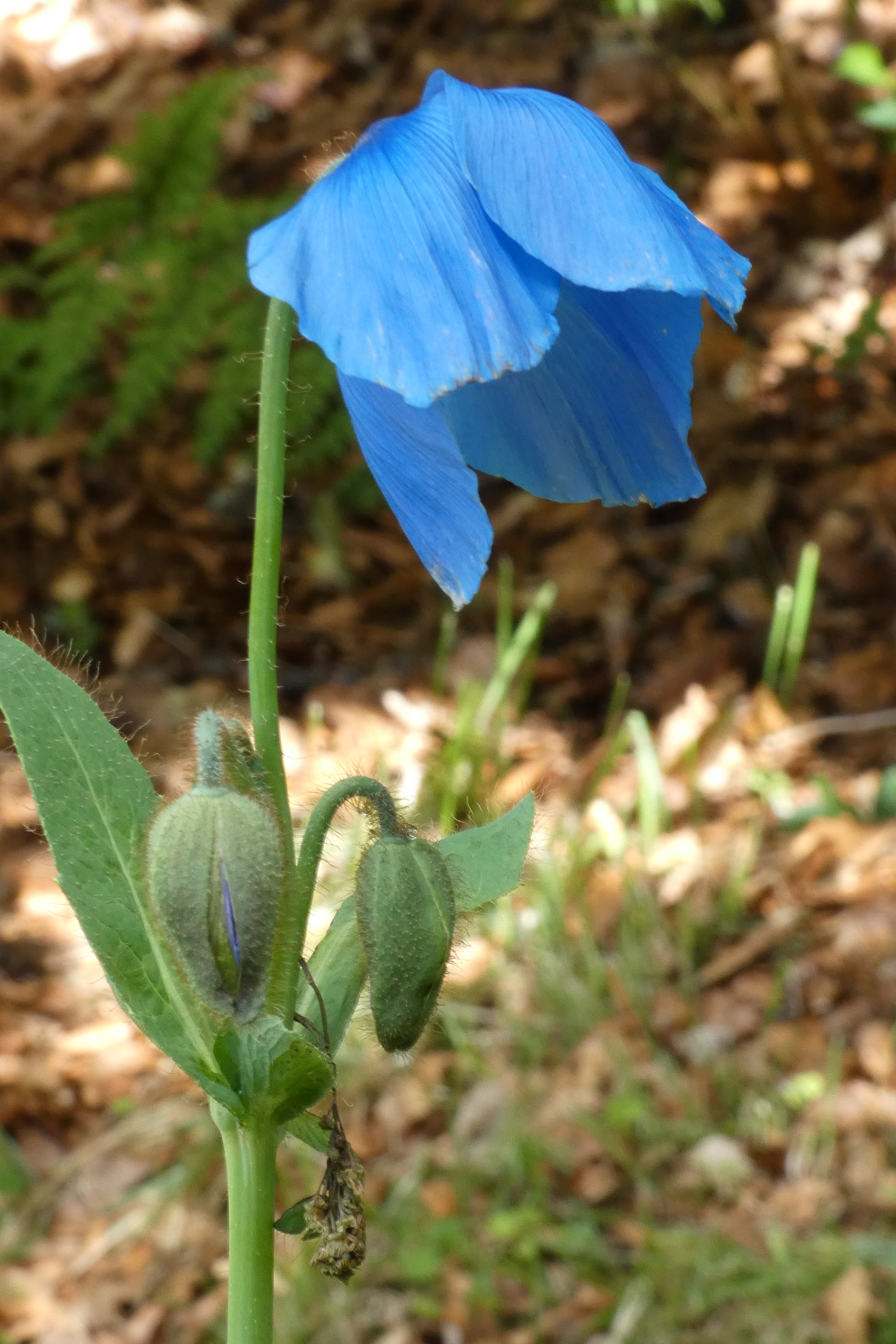 meconopsis_grandis3gv