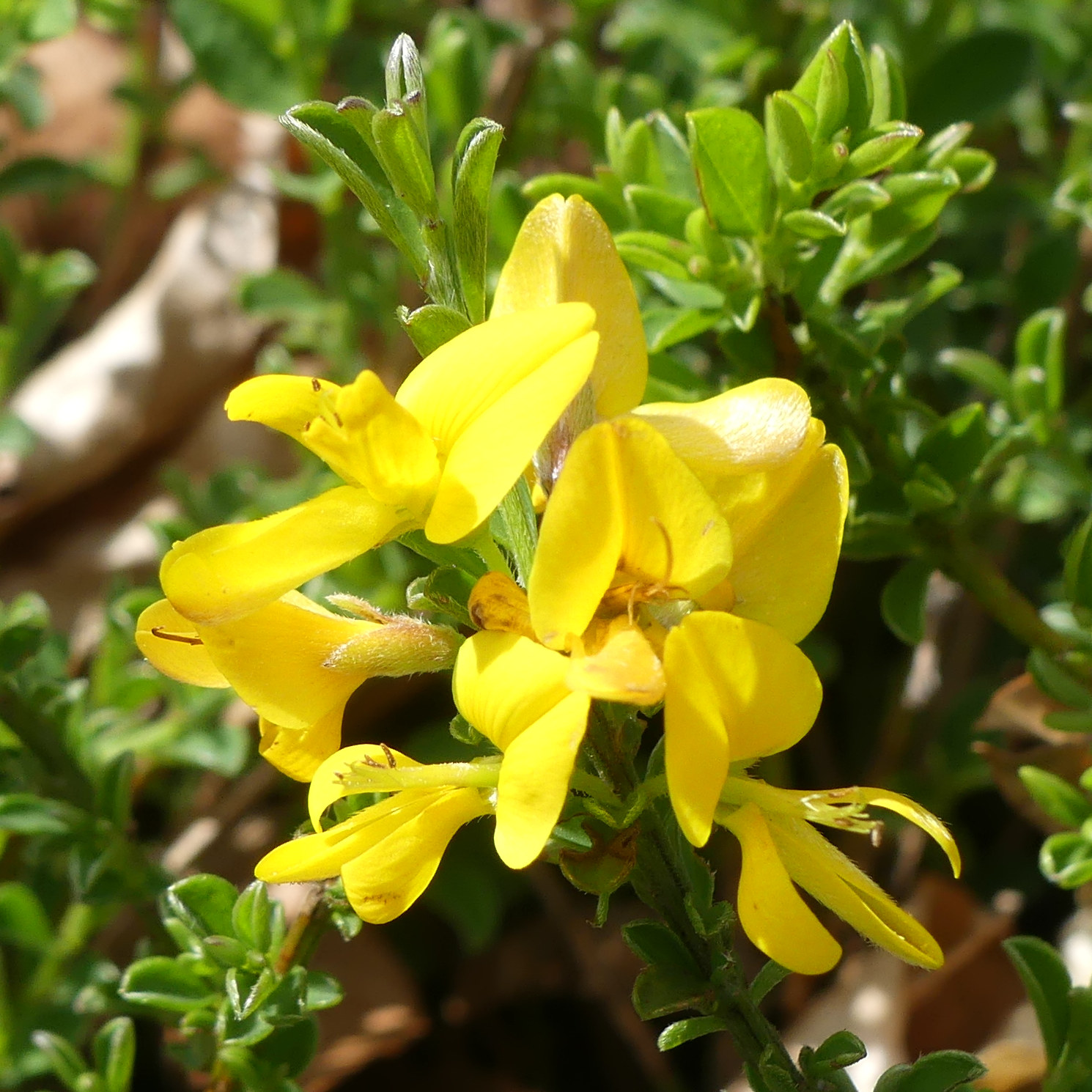 genista_pilosa6mv