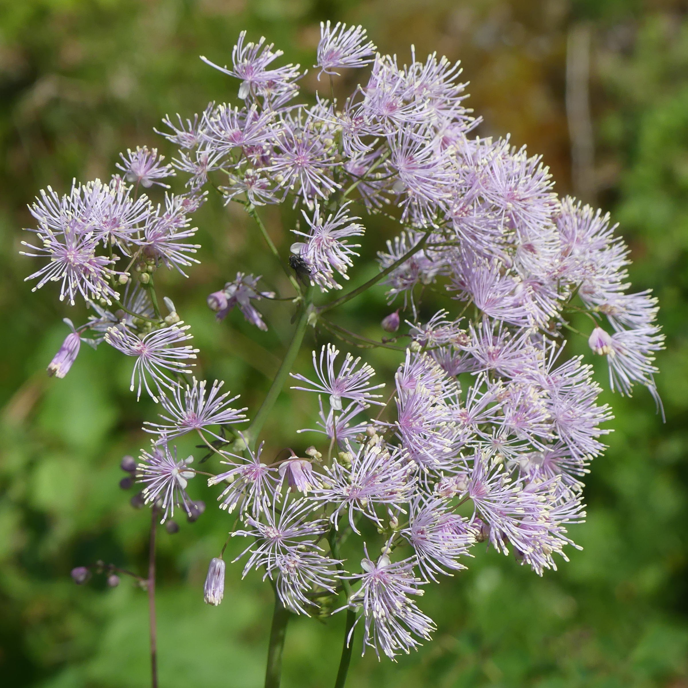 thalictrum_aquilegiifolium6mv