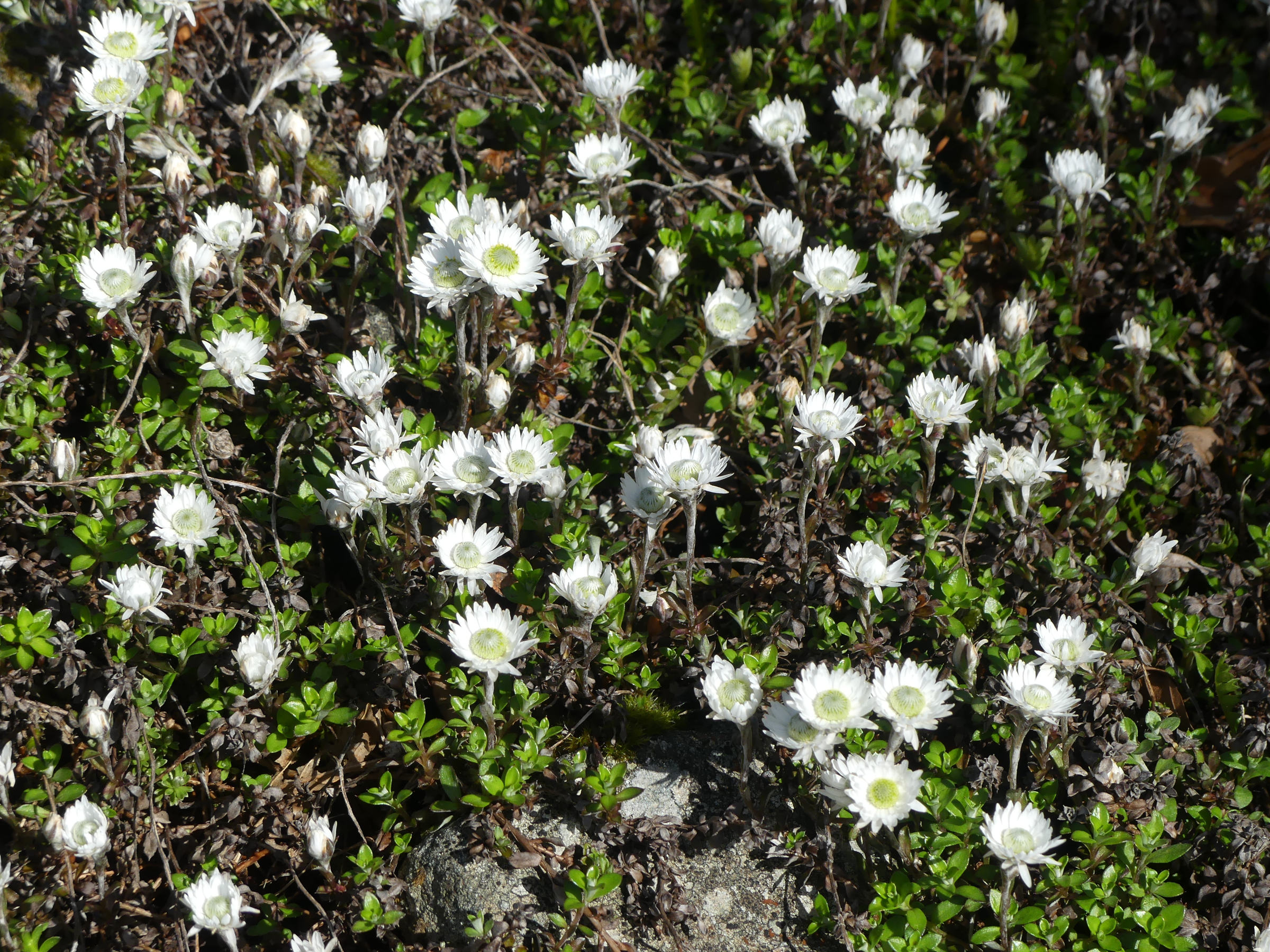 anaphalioides_bellidioides1mv