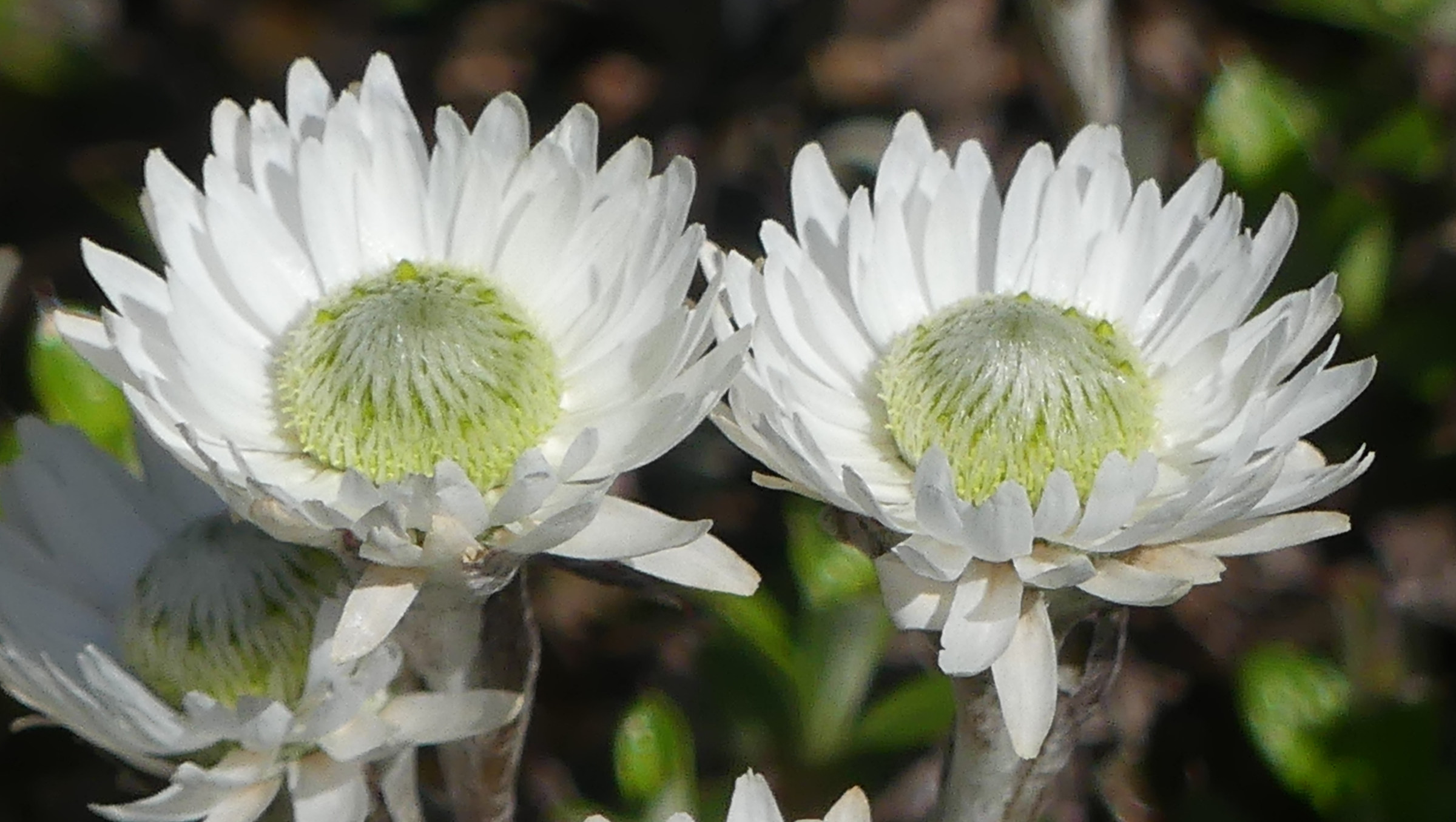 anaphaloides_bellidioides2mv