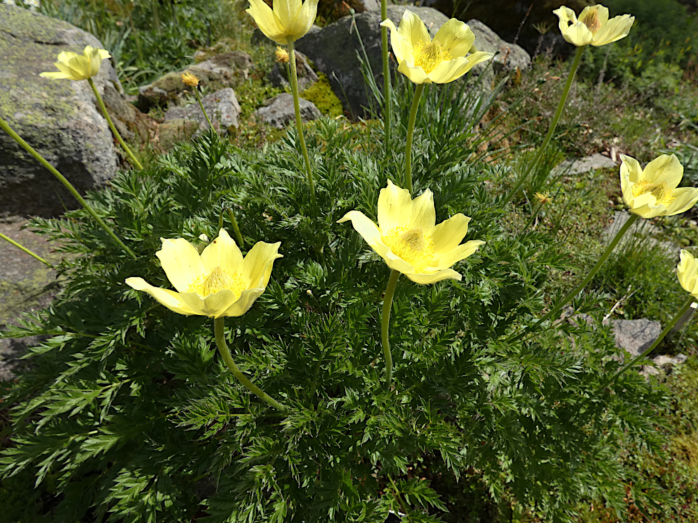 anemone_alpina_apiifolia1gv