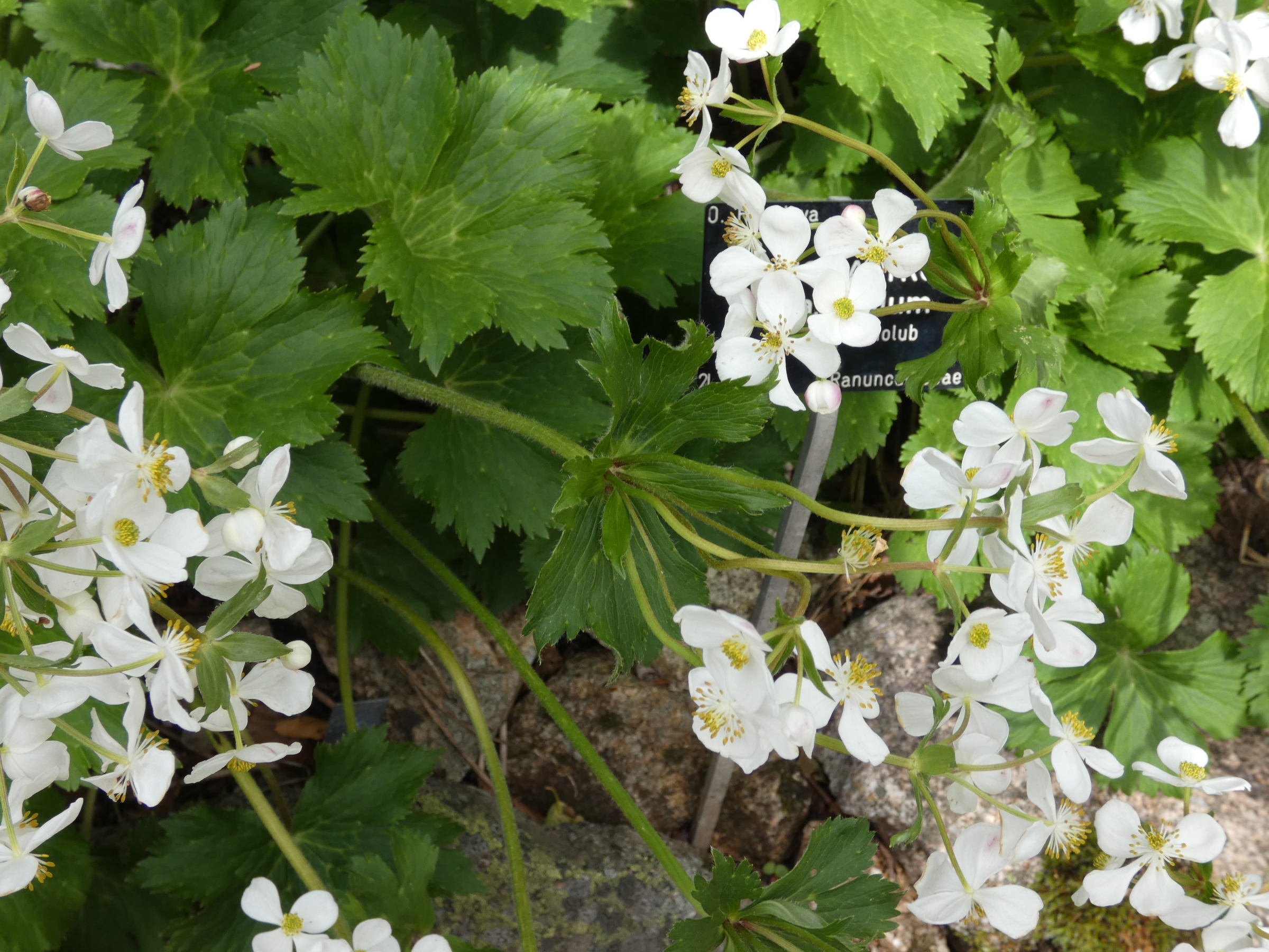 anemonastrum_tetrasepalum1gv