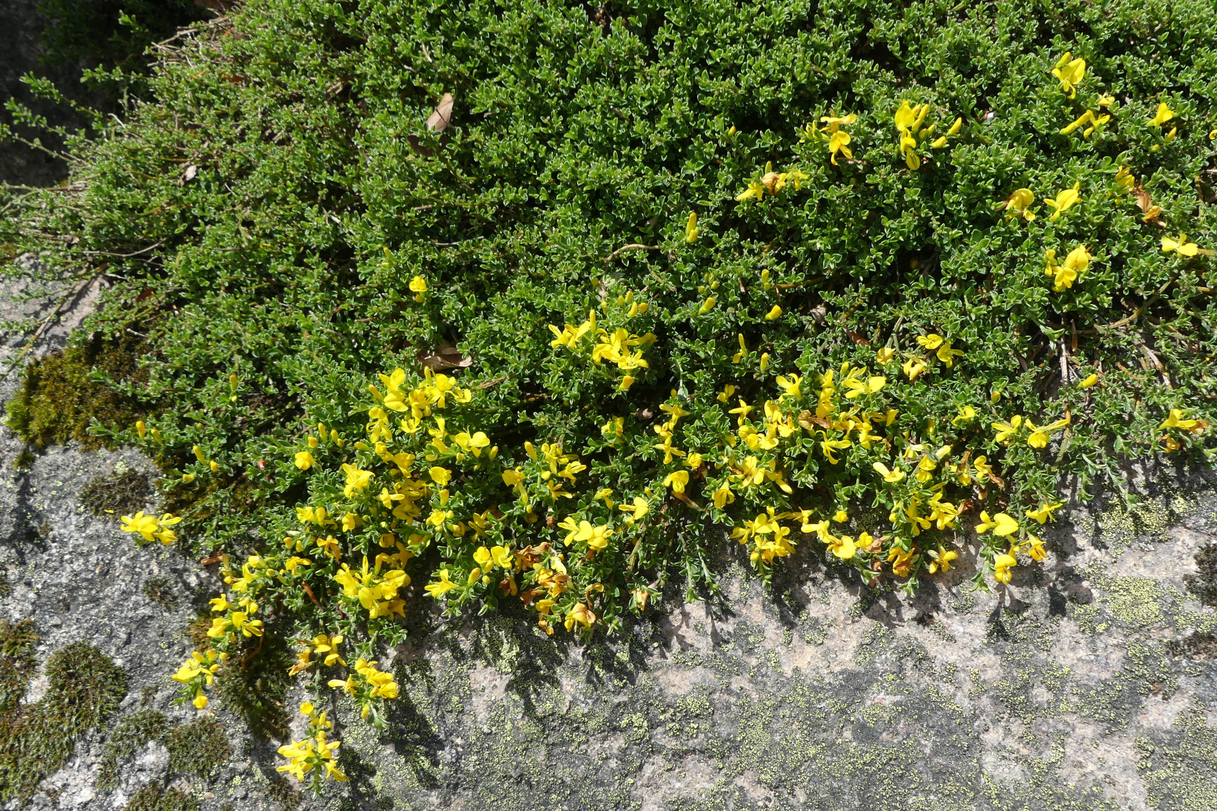 genista_pulchella1mv