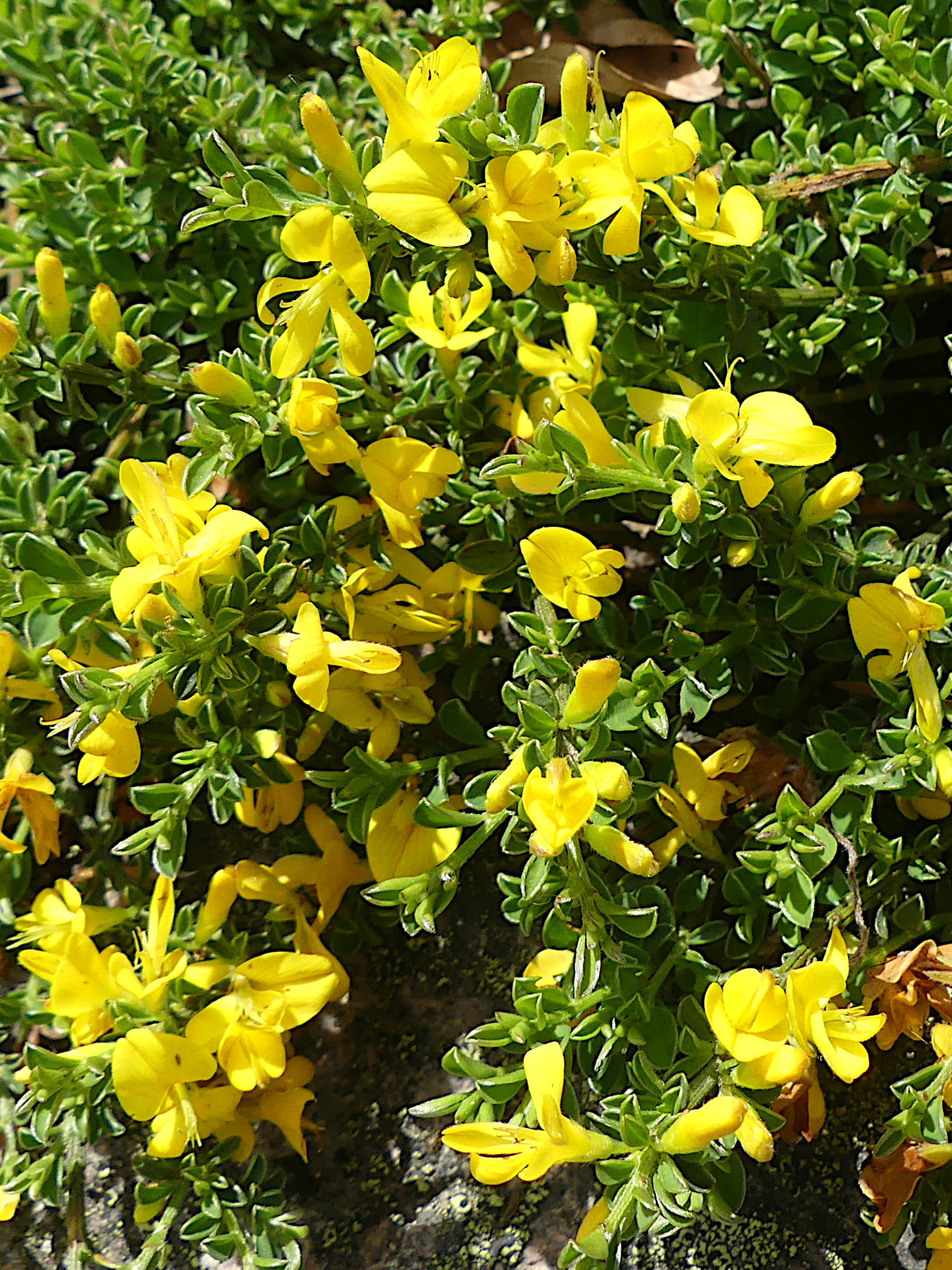 genista_pulchella2mv