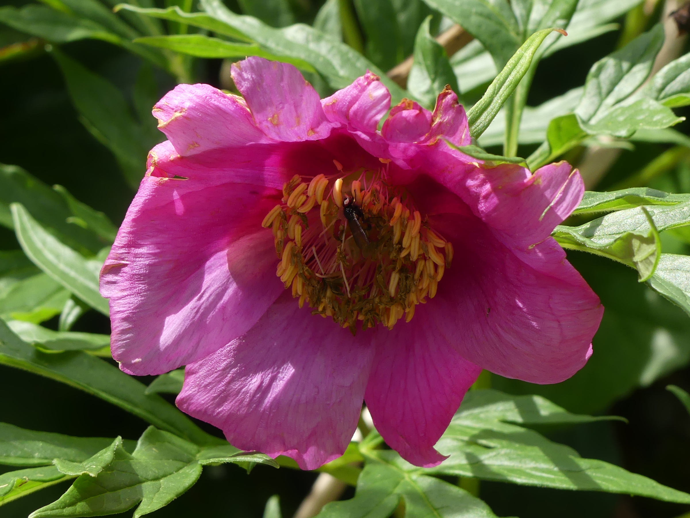 paeonia_anomala2mv