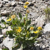 doronicum_grandiflorum5md (Doronicum grandiflorum)