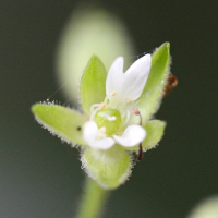 drymaria_cordata6md (Drymaria cordata)