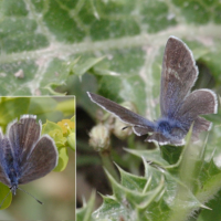 Glaucopsyche melanops (Azuré de la Badasse)