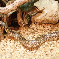 lampropeltis_getulus_floridana3md