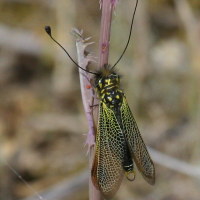 libelloides_longicornis3bd