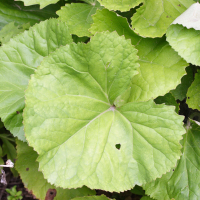 ligularia_dentata3md