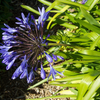 agapanthus_praecox3md (Agapanthus praecox)