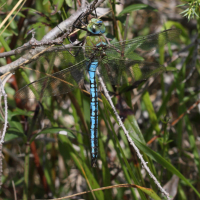 anax_imperator4bd