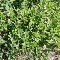 Astragalus glycyphyllos (Astragale réglisse, Astragale à feuilles de réglisse, Réglisse sauvage)