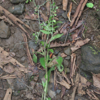 Bothriospermum zeylanicum (Anchuse)