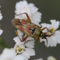 calocoris_roseomaculatus2bd (Calocoris roseomaculatus)