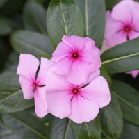 catharanthus_roseus2md