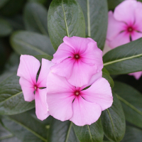 catharanthus_roseus2md (Catharanthus roseus)