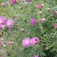 Centaurea dealbata (Centaurée blanchâtre)